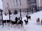 Следственный комитет РФ взял ситуацию с бродячими собаками в Барабинске на контроль